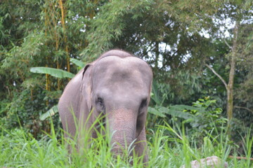 Wall Mural - The Sumatran elephant, Elephas maximus sumatranus is  recognized subspecies of the Asian elephant, and native to the Indonesian island of Sumatra and in general, Asian elephants are smaller than Afric