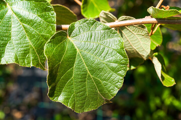 Wall Mural - Close-up of green leaf plants in the sun in the park