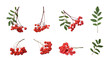 Set with ripe rowan berries on white background