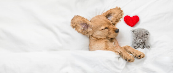 Poster - Tiny kitten and cozy English Cocker spaniel puppy sleep together under white warm blanket on a bed at home with red heart. Top down view. Empty space for text