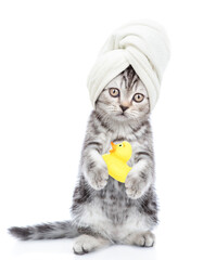 Aufkleber - Funny kitten with towel on it head holds rubber duck. isolated on white background