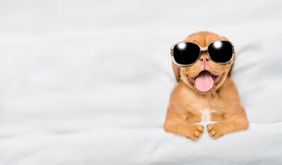 Poster - Funny yawning Mastiff puppy wearing sunglasses lying under white blanket on a bed at home. Top down view. Empty space for text