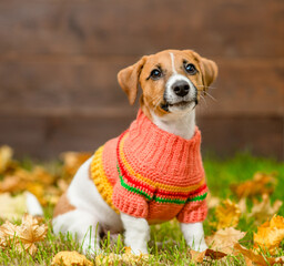 Aufkleber - Jack russell terrier puppy wearing warm sweater sits on fallen leaf at autumn park