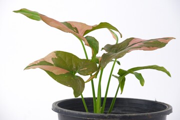 Wall Mural - Araceae,Syngonium podophyllum,Syngonium pink splash, on white pot isolated on white background