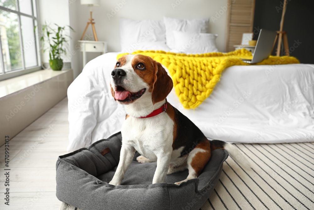 Cute Beagle dog with pet bed in bedroom