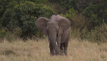 Front View Of Single Young African Elephant Calf Grazing And Flapping Ears In The Wild Savannah Of Masai Mara, Kenya