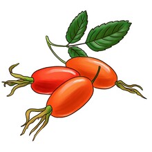Drawing Rose Hips Berries Isolated At White Background, Hand Drawn Illustration