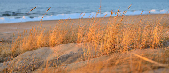 Wall Mural - Baltic sea shore at sunset. Sand dunes, plants (Ammophila) close-up. Soft sunlight, golden hour. Environmental conservation, ecotourism, nature, seasons. Warm winter, climate change. Macrophotography