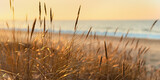 Fototapeta Sypialnia - Baltic sea shore at sunset. Sand dunes, plants (Ammophila) close-up. Soft sunlight, golden hour. Environmental conservation, ecotourism, nature, seasons. Warm winter, climate change. Macrophotography