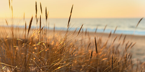 baltic sea shore at sunset. sand dunes, plants (ammophila) close-up. soft sunlight, golden hour. env