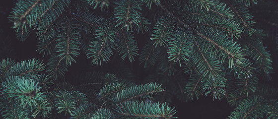 Beautiful Christmas banner Background with green fir tree brunch close up. Copy space, trendy moody dark toned design. Vintage December wallpaper. Natural winter holiday forest backdrop