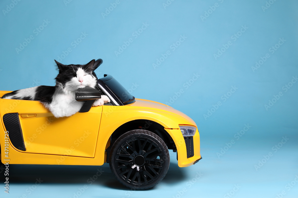 Adorable cat in toy car on light blue background Stock Photo | Adobe Stock