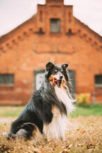 Tricolor Rough Collie, Funny Scottish Collie, Long-haired Collie, English Collie, Lassie Dog Posing Outdoors Near Old House
