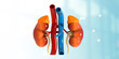Human kidney, urinary system. 3d illustration..