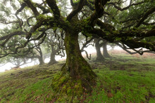 Fanal Forest Is A Magical Fairytale Forest And Sight Attraction On Madeira Island Portugal. Clouds And Fog In The Amongst The 600 Year Old Laurisilva Trees Create A Mystic Green, Dewy Atmosphere.