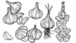 Set of hand-drawn line art vector illustration of garlic, garlic cloves, 