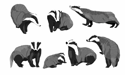 Realistic set of males, females and cubs of European badgers Meles meles in different poses. Forest wild animals of Europe. Vector animals