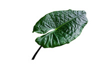 Isolated A Single Elephant Ear Leaf With Clipping Paths.