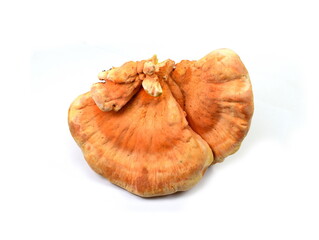 Wall Mural - Sulphur shelf fungus, Laetiporus sulphureus, or chicken of the woods isolated on white background.