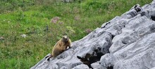 A Marmot Hiding Among The Stones In The Ratikon Alps, Austria And Switzerland.