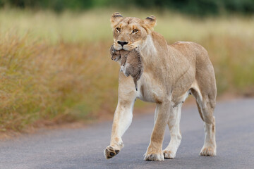 Wall Mural - Lioness (Panthera leo) mother walking  while carrying her newborn cub in her mouth, Kruger National Park, Mpumalanga, South Africa