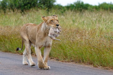 Wall Mural - Lioness (Panthera leo) mother walking  while carrying her newborn cub in her mouth, Kruger National Park, Mpumalanga, South Africa