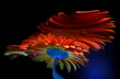 Red gerbera flower and its reflections in a crooked mirror on a black background