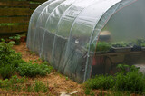 Fototapeta Kuchnia - tunel foliowy cieplarnia na wiosnę uprawa warzyw, ziół i kwiatów