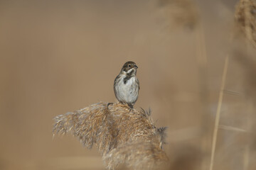 Females of common reed bunting (Emberiza schoeniclus) are photographed close-up in their natural habitat in soft morning light. Detailed photo to identify the bird.