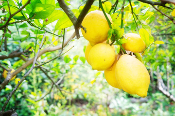 Wall Mural - Lemon garden with fruits