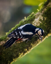 Great Spotted Woodpecker,Bodmin Moor, Millpool, Cornwall, UK.