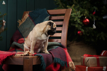 Wall Mural - dog near Christmas tree. Pug in the new year interior. Holiday animals 