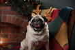 funny dog in Christmas horns. Pug by the fireplace in the new year interior. Holiday pet