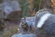  Abert's Squirrel in the Sandia Mountains 