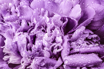 Poster - Abstract Violet peony flower background.