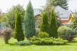 Landscaping conifers. Mix
