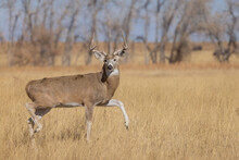 Whitetail Deer Buck During The Rut In Autumn
