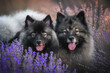 portrait of two happy keeshond wolfspitz dog in lavender purple background