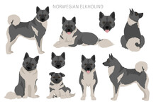 Norwegian Elkhound Clipart. Different Poses, Coat Colors Set