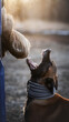 Protect dog belgian malinoise in training