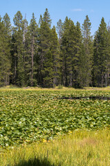 Wall Mural - panorama of swan lake in teton national park in Wyoming