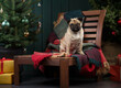 pet near Christmas tree. Pug in the new year interior. disabled dog, special 