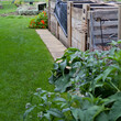 Compost bin with different sections, comfrey plants growing around.
