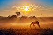 Horse in silhouette in morning mist