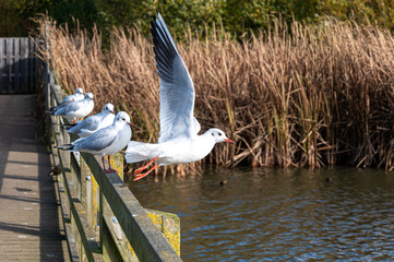 Wall Mural - Black-headed gull, chroicocephalus ridibundus, in winter plumage