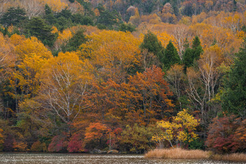 Wall Mural - beautiful autumn seasonal forest and lake