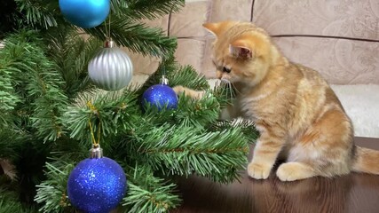 Wall Mural - ginger kitten playing with blue ball decoration on Christmas tree, New Year animals concept 