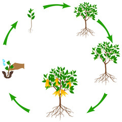 Wall Mural - A growth cycle of citrus plant on a white background.