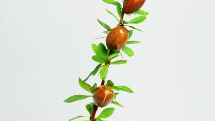 Wall Mural - Argan nuts with green leaves motion on an isolated white background. drops of oil fall from above