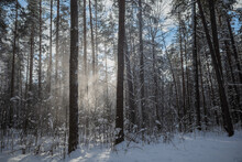 Sunlight Shining Through The Snowfall In Pine Forest. Clear Blue Sky In The Background